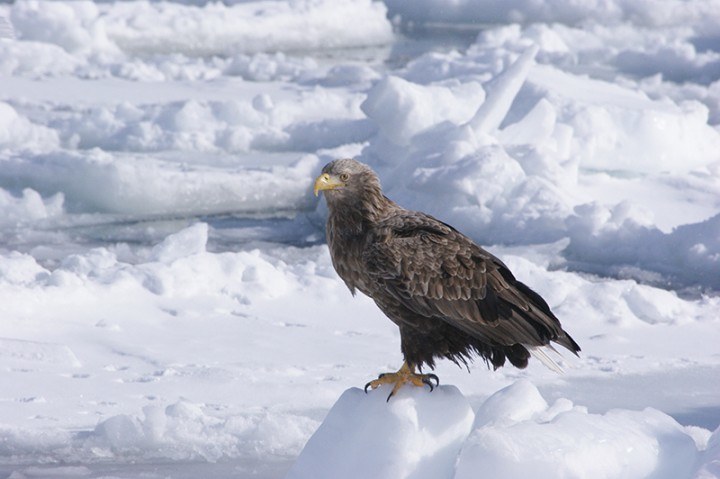 Bird spotting in Japan