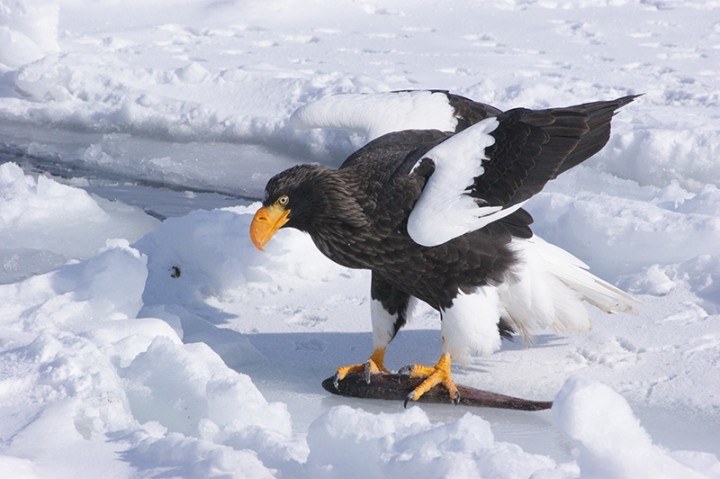 Bird spotting in Japan