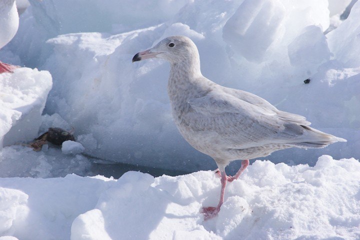 Bird spotting in Japan