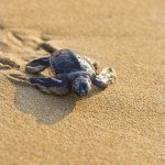 Baby turtle on Yakushima