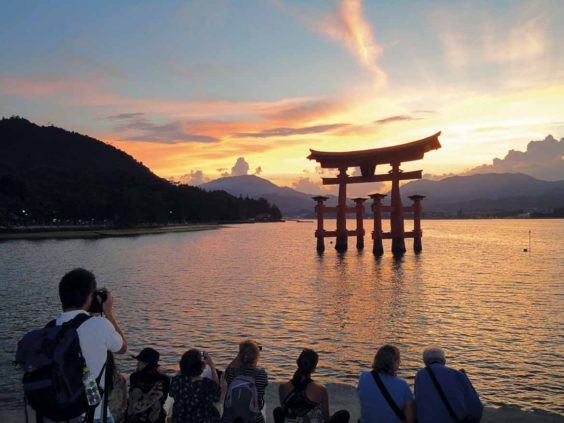 Discovering the Japanese Tanuki on Miyajima Island