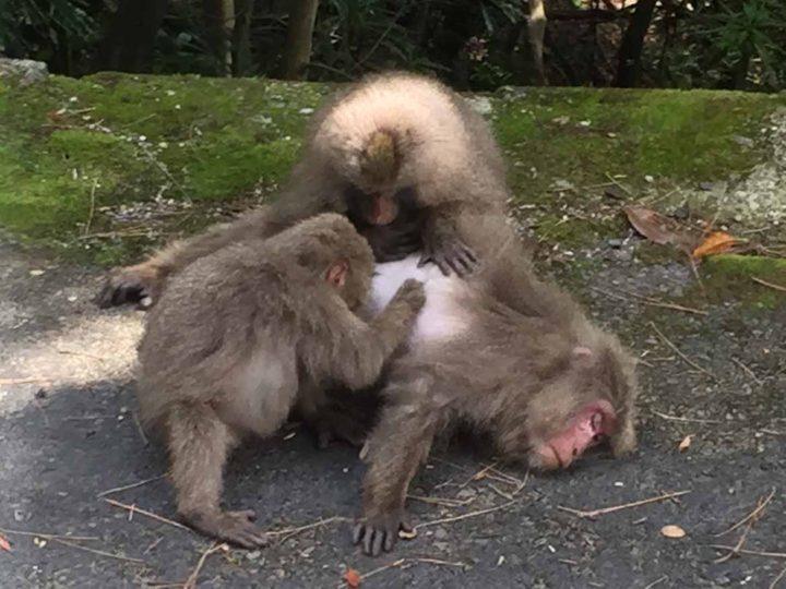 Monkeys grooming each other on Yakushima