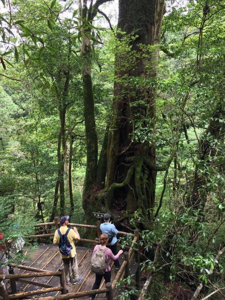 Giant Japanese cedars fill the virgin forests of Yakushima