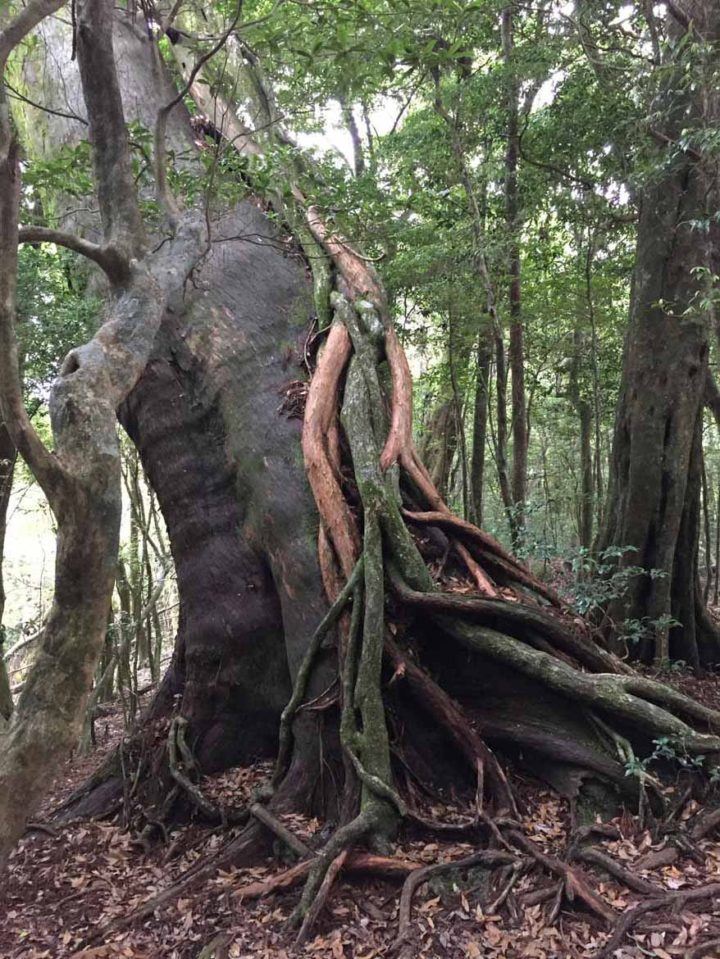 It's easy to see how Yakushima inspired Hayao Miyazaki to create Princess Mononoke