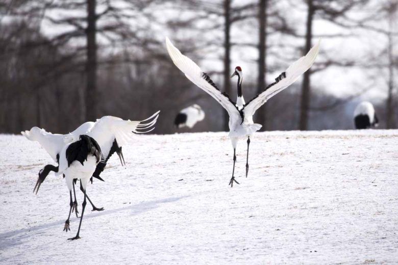 My favourite group tour in Japan: Winter Highlights | InsideJapan Blog