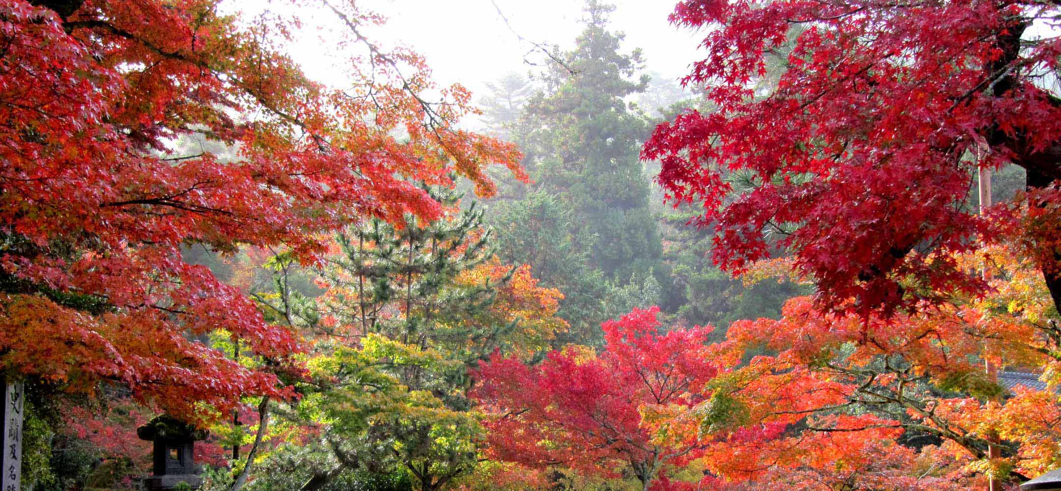 Momiji autumn leaves - Experience Japan | Inside Japan Tours