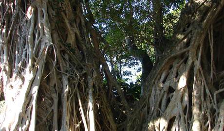 Yakushima's giant cedar trees  